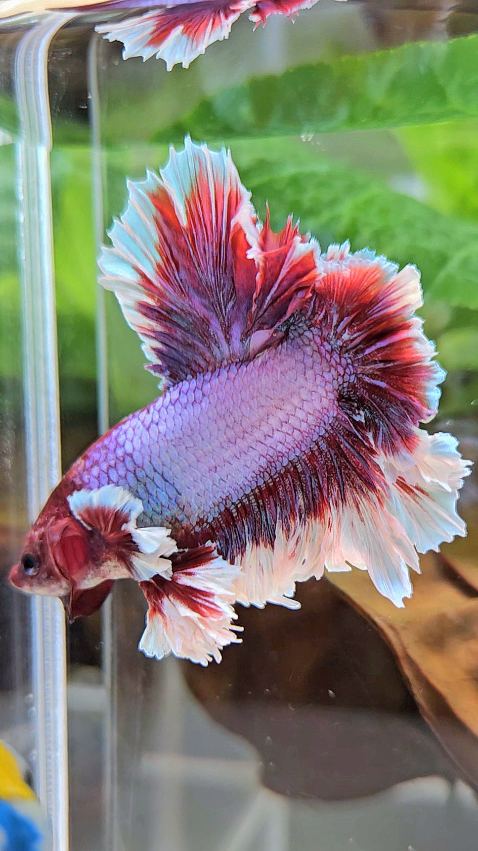 KING FEATHER TAIL HALFMOON PURPLE BETTA FISH