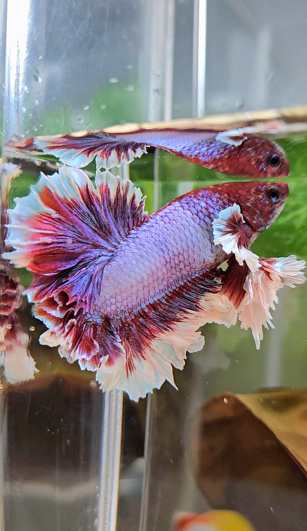 KING FEATHER TAIL HALFMOON PURPLE BETTA FISH