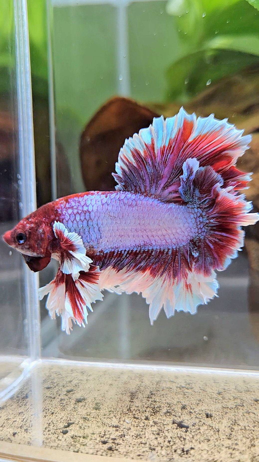 KING FEATHER TAIL HALFMOON PURPLE BETTA FISH