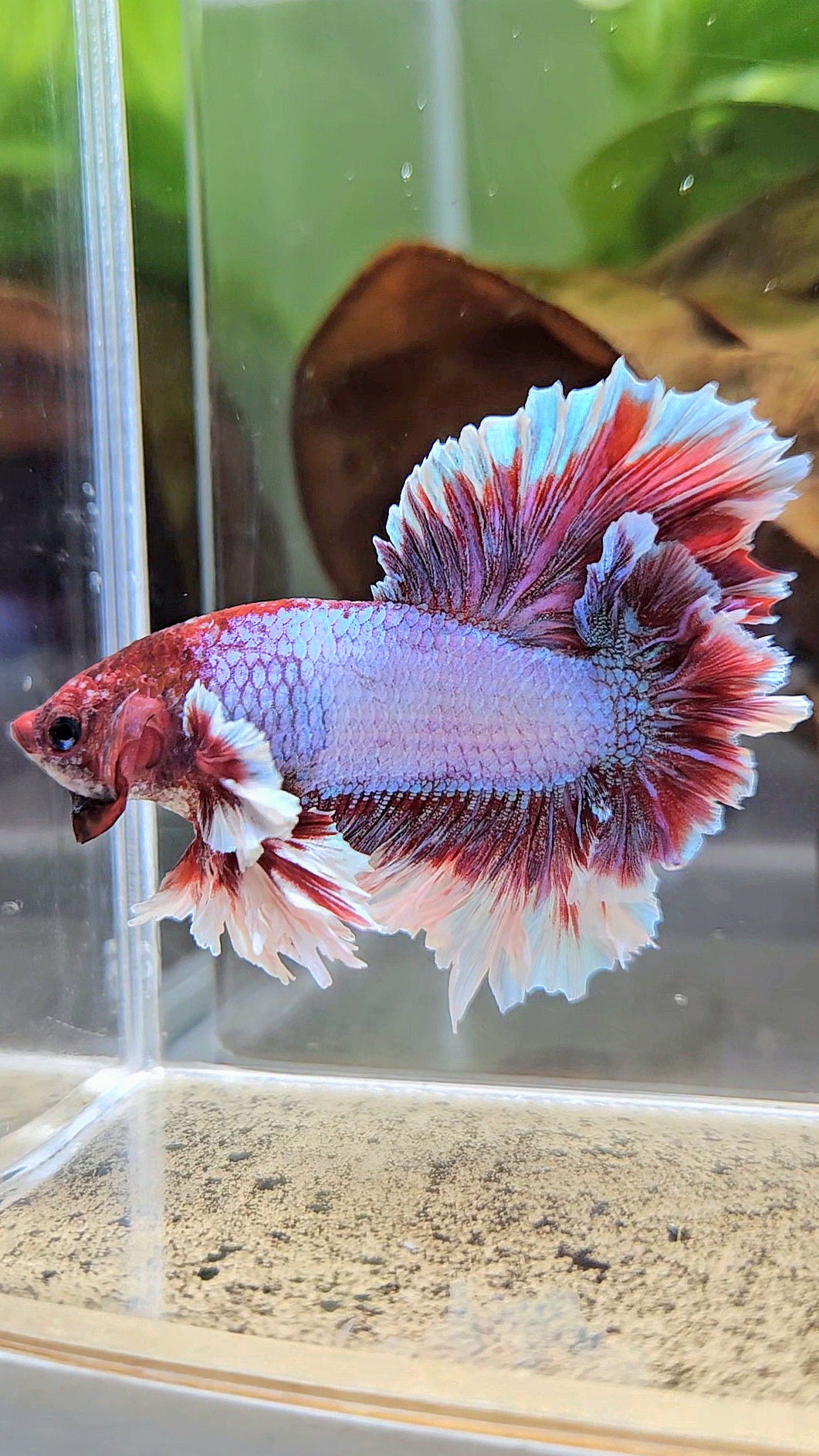 KING FEATHER TAIL HALFMOON PURPLE BETTA FISH
