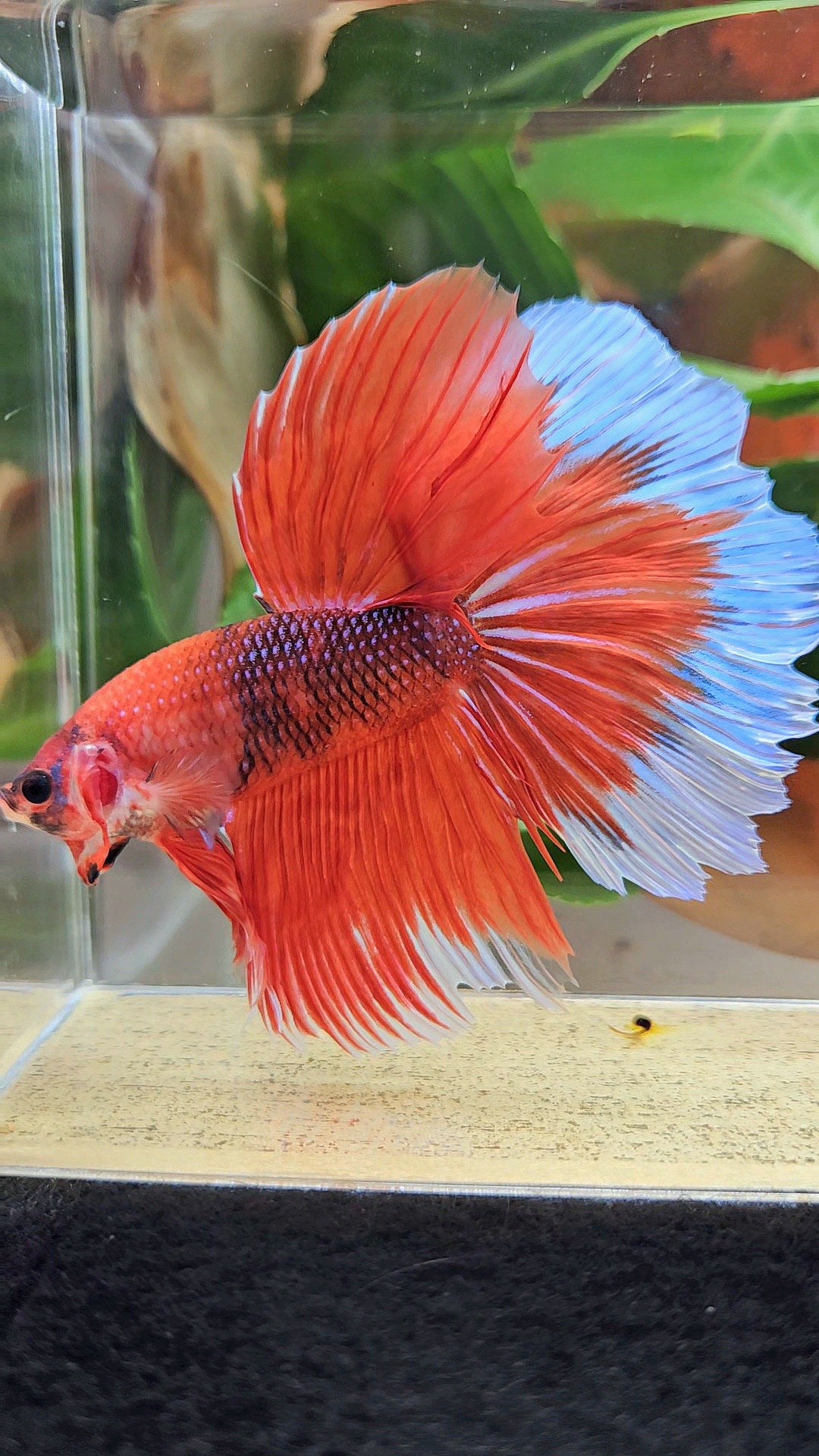GIANT HALFMOON ROSETAIL TOTAL 8CM+ ORANGE FANCY BUTTERFLY BETTA FISH