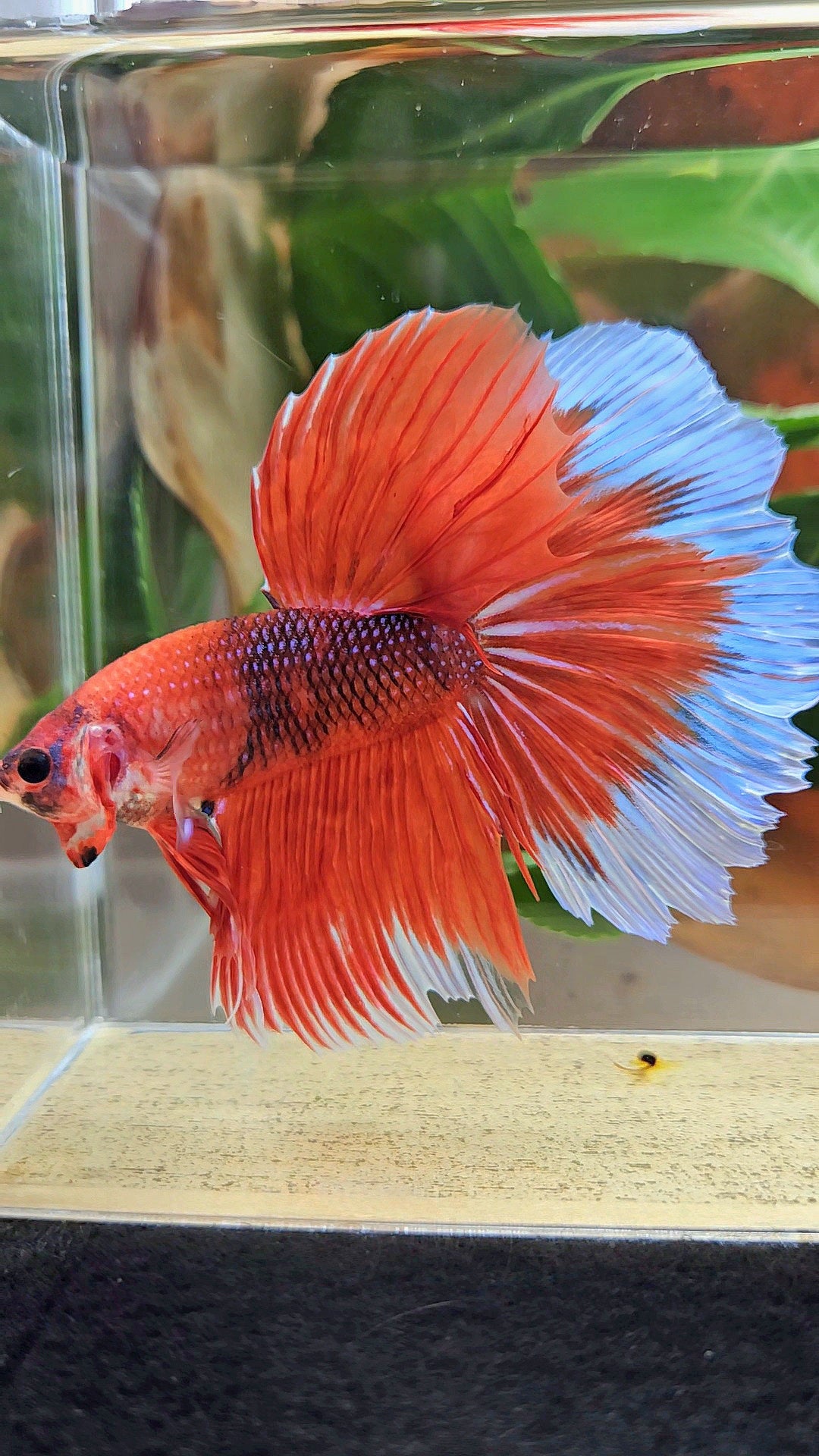 GIANT HALFMOON ROSETAIL TOTAL 8CM+ ORANGE FANCY BUTTERFLY BETTA FISH