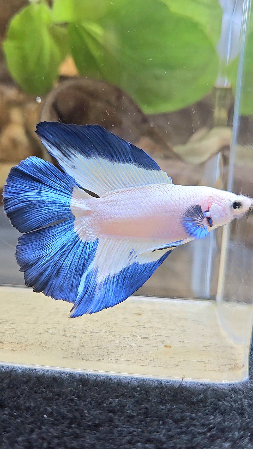HALFMOON DOUBLE TAIL BLUE RIM BETTA FISH