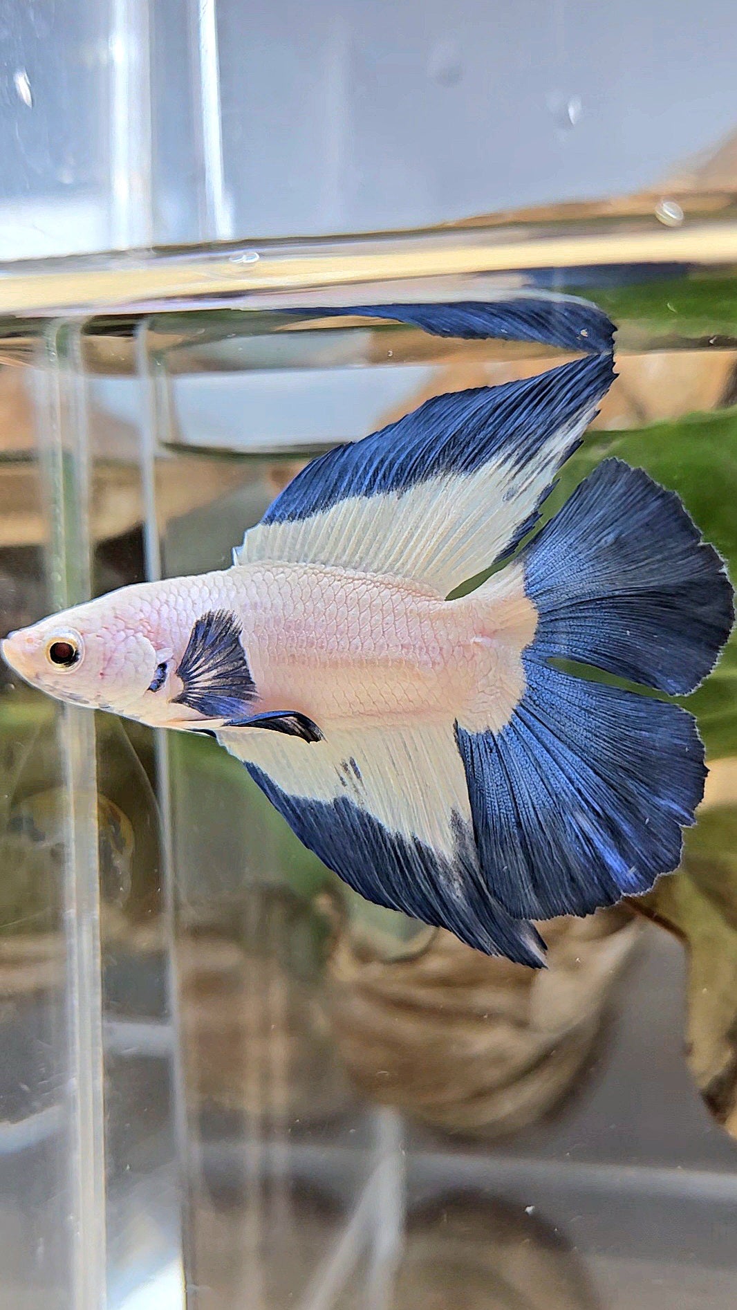 HALFMOON DOUBLE TAIL BLUE RIM BETTA FISH