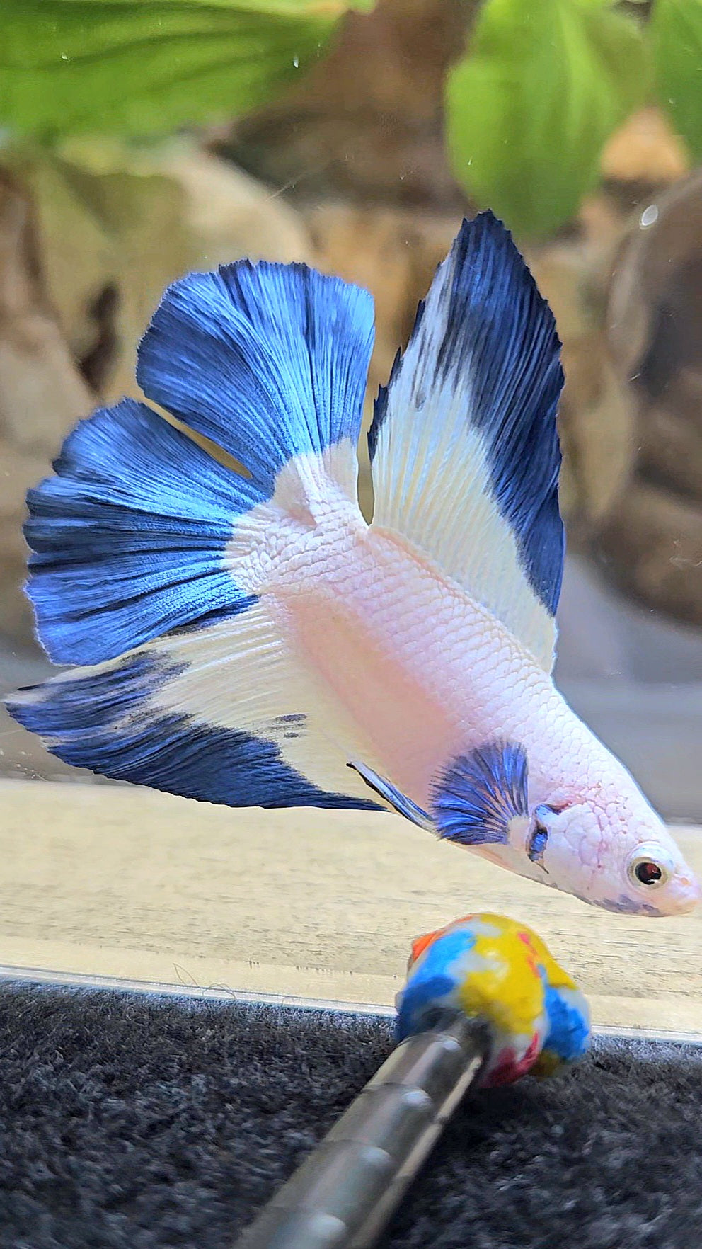 HALFMOON DOUBLE TAIL BLUE RIM BETTA FISH