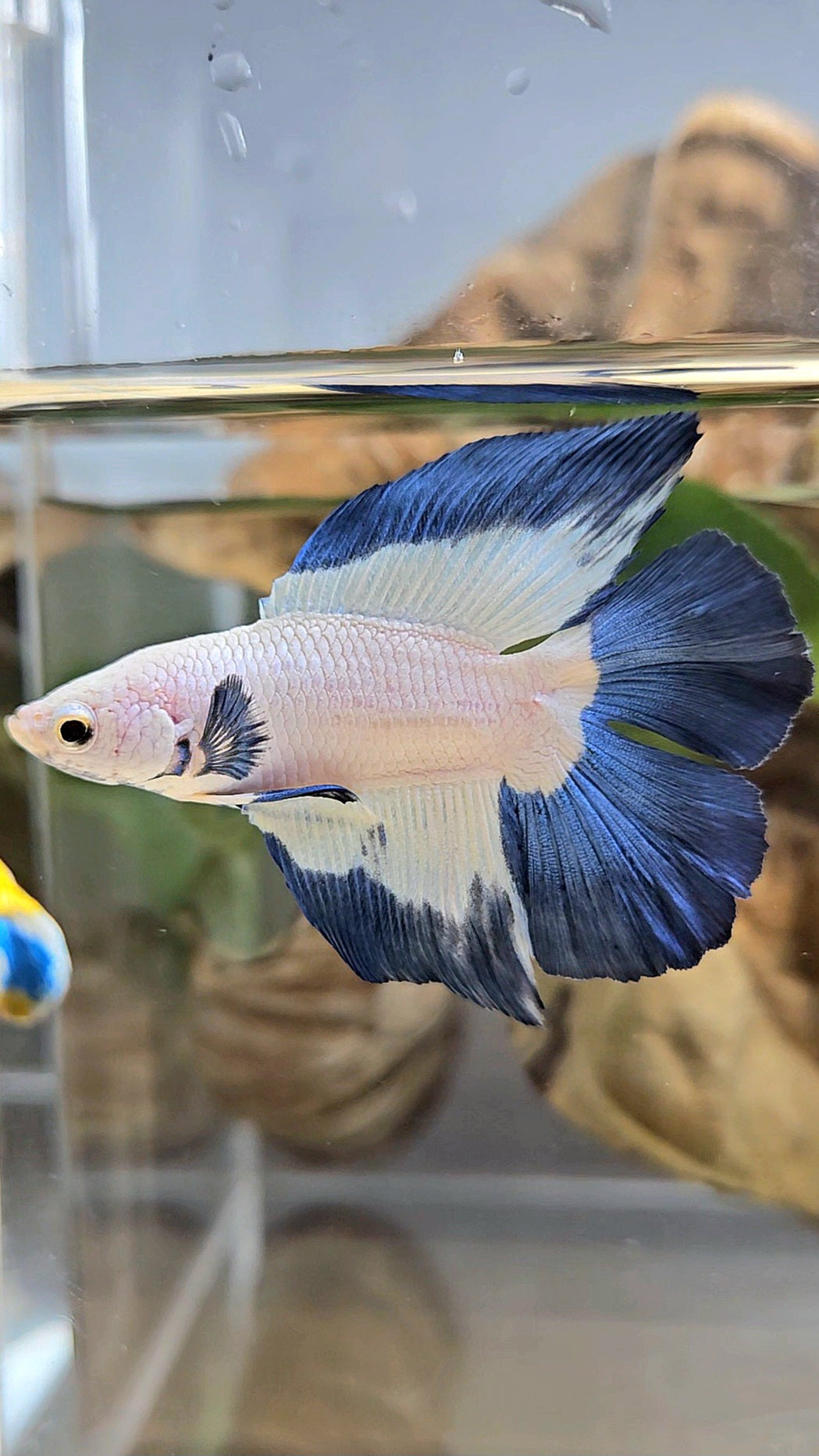 HALFMOON DOUBLE TAIL BLUE RIM BETTA FISH