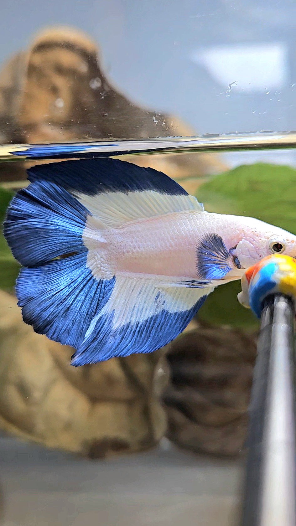 HALFMOON DOUBLE TAIL BLUE RIM BETTA FISH