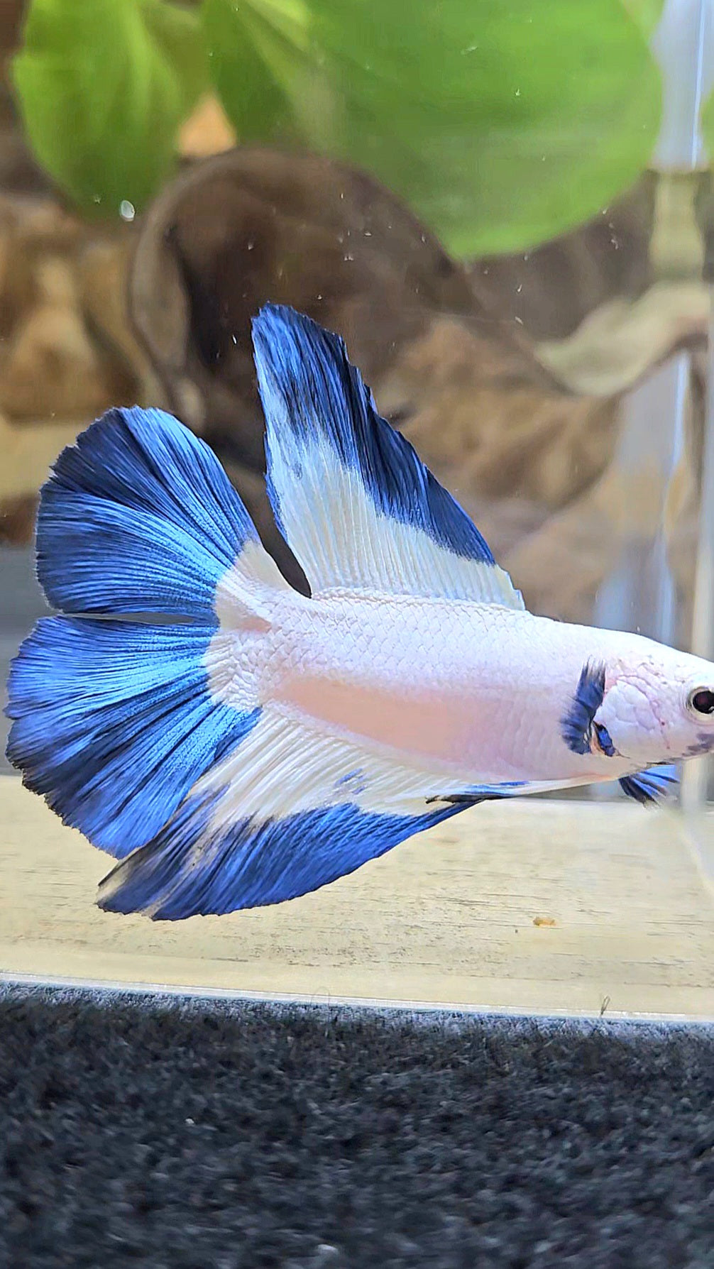 HALFMOON DOUBLE TAIL BLUE RIM BETTA FISH