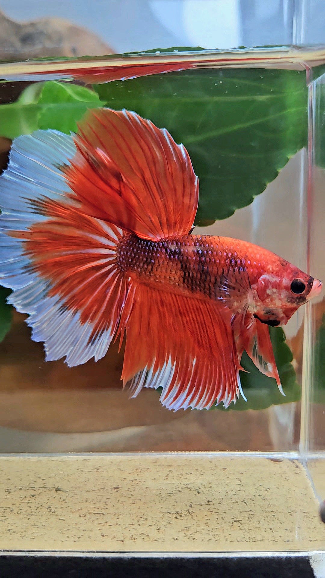 GIANT HALFMOON ROSETAIL TOTAL 8CM+ ORANGE FANCY BUTTERFLY BETTA FISH