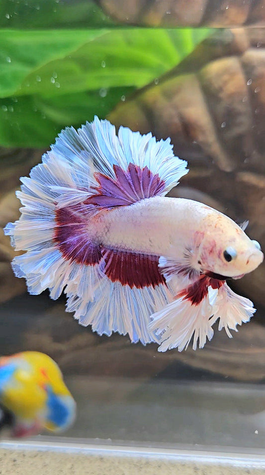 KING FEATHER TAIL HALFMOON PURPLE BUTTERFLY BETTA FISH