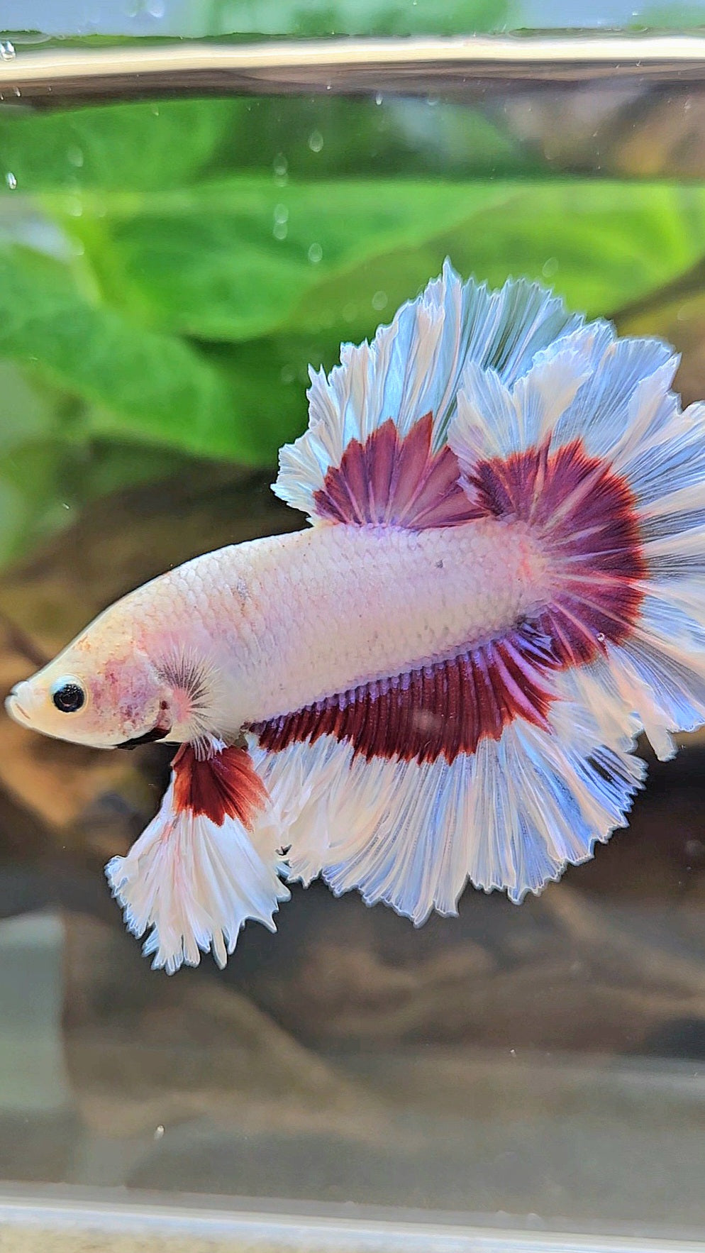 KING FEATHER TAIL HALFMOON PURPLE BUTTERFLY BETTA FISH