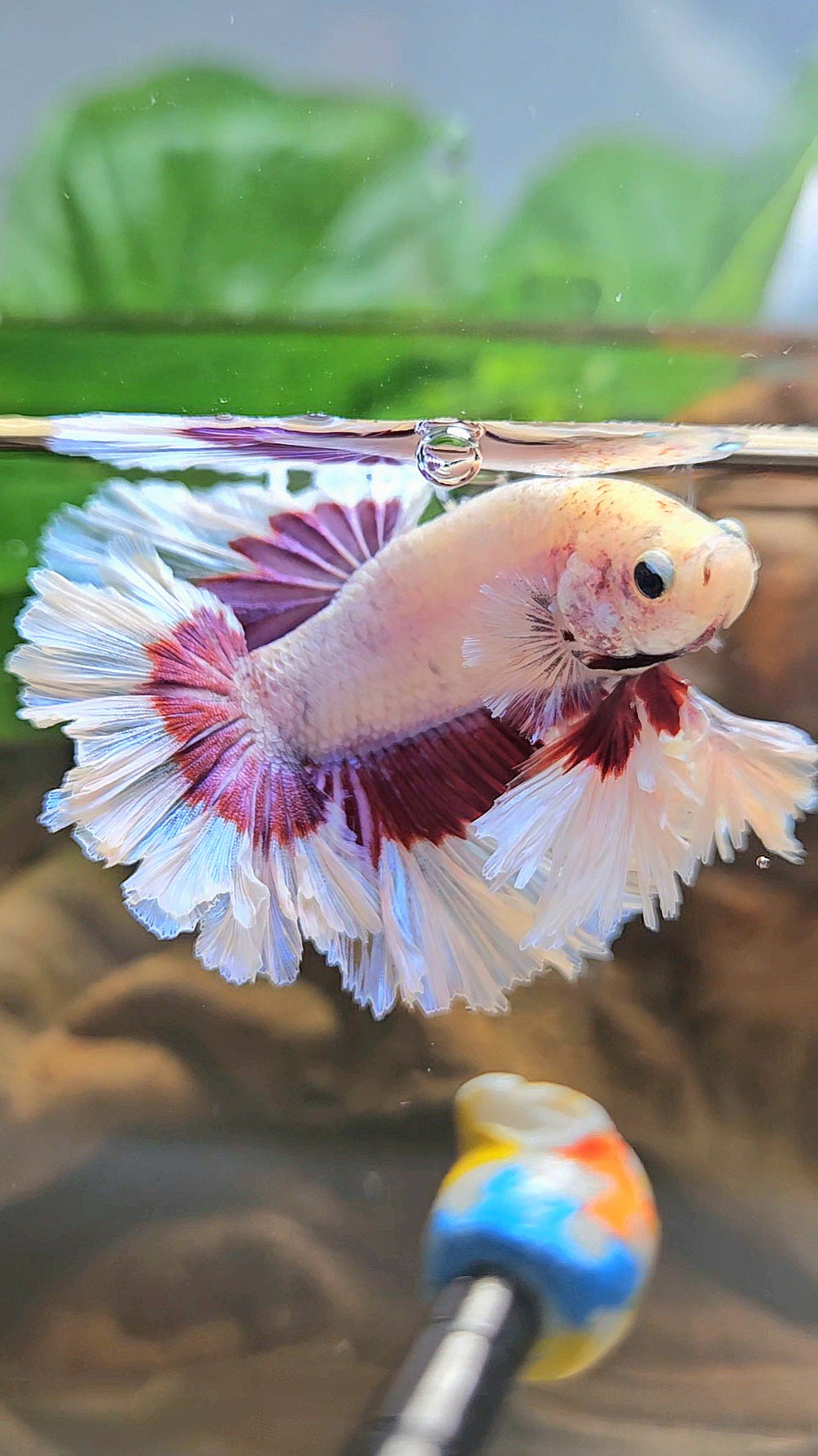 KING FEATHER TAIL HALFMOON PURPLE BUTTERFLY BETTA FISH