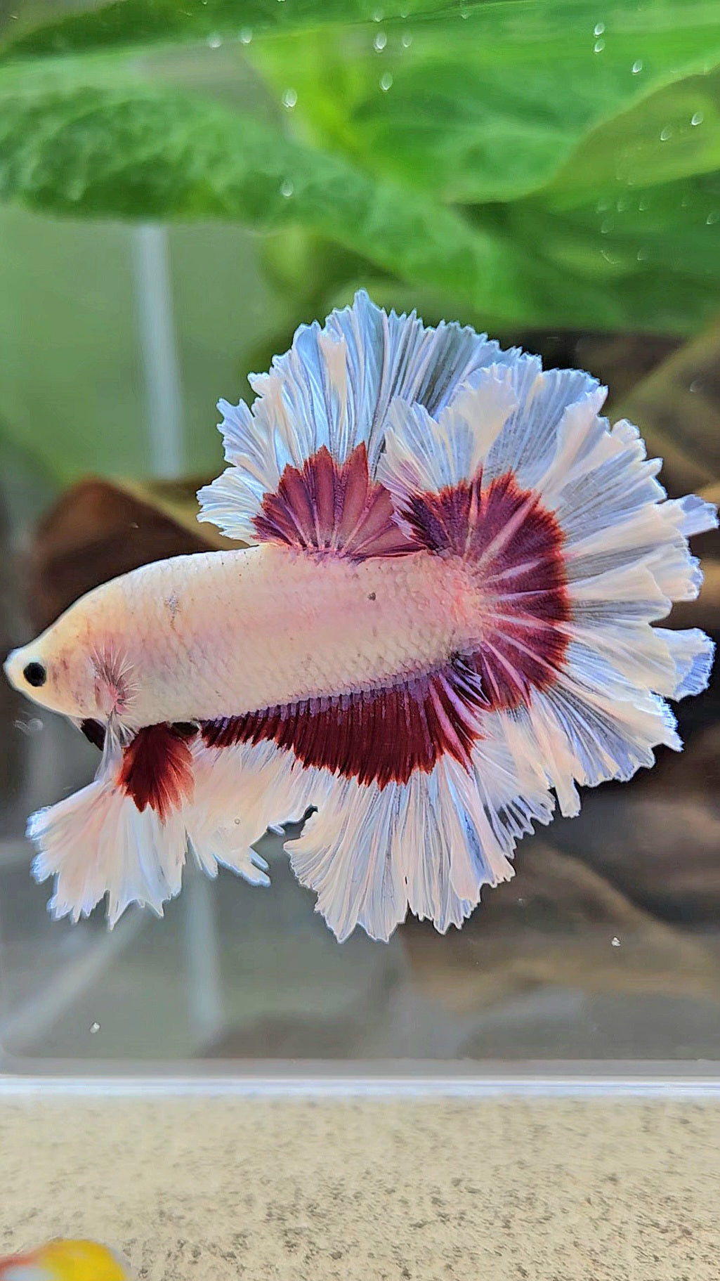 KING FEATHER TAIL HALFMOON PURPLE BUTTERFLY BETTA FISH