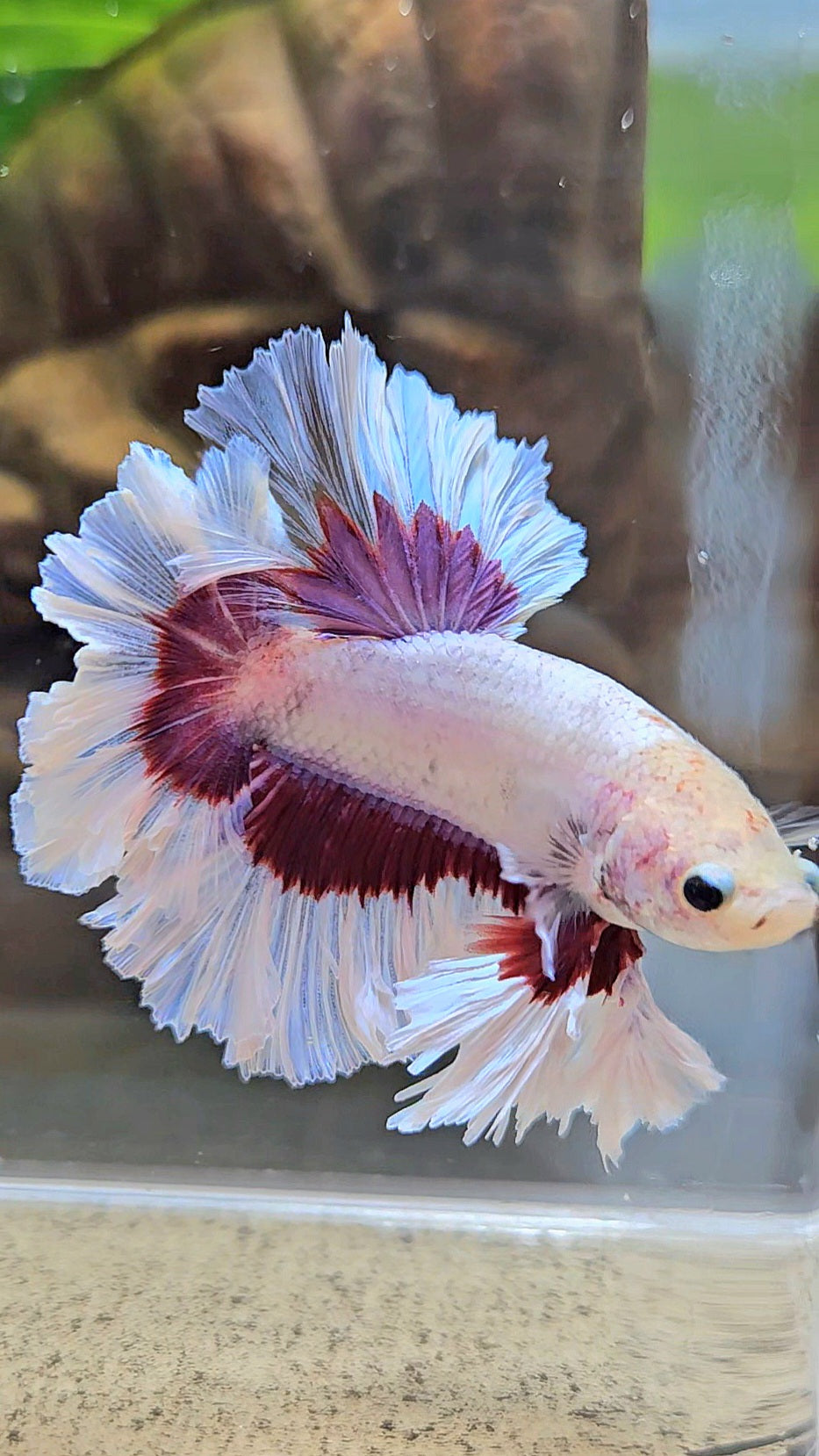 KING FEATHER TAIL HALFMOON PURPLE BUTTERFLY BETTA FISH