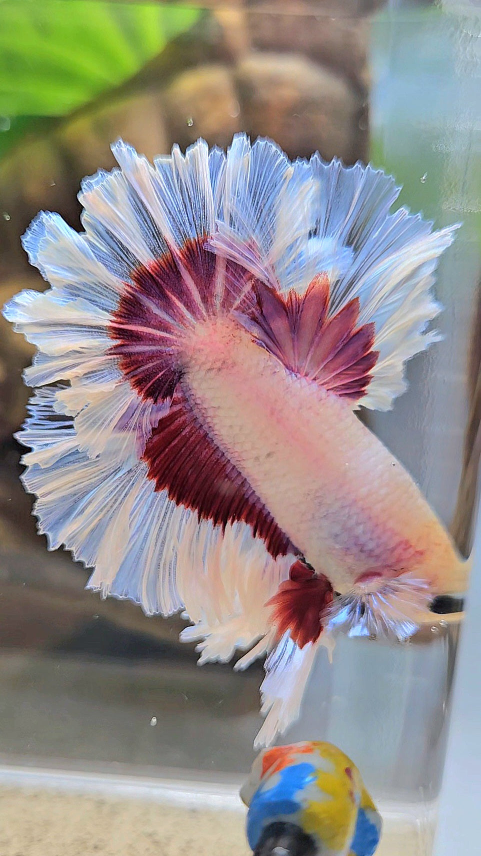 KING FEATHER TAIL HALFMOON PURPLE BUTTERFLY BETTA FISH