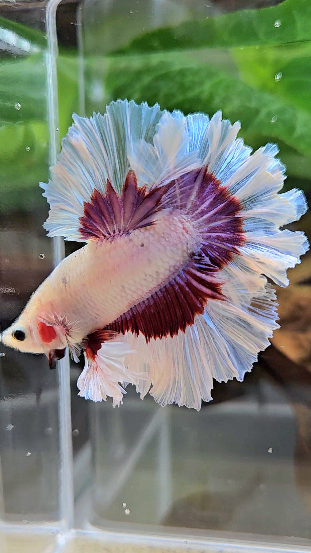 KING FEATHER TAIL HALFMOON PURPLE BUTTERFLY BETTA FISH