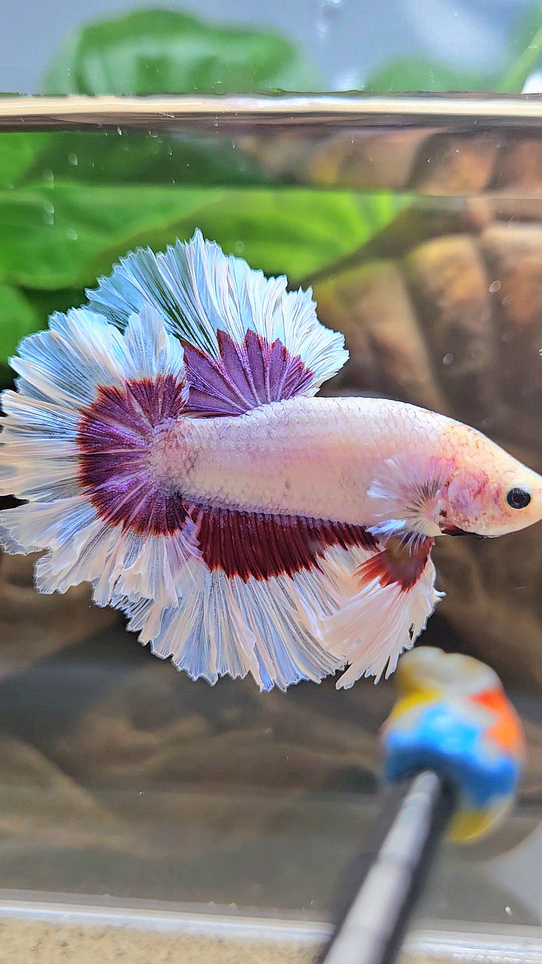 KING FEATHER TAIL HALFMOON PURPLE BUTTERFLY BETTA FISH