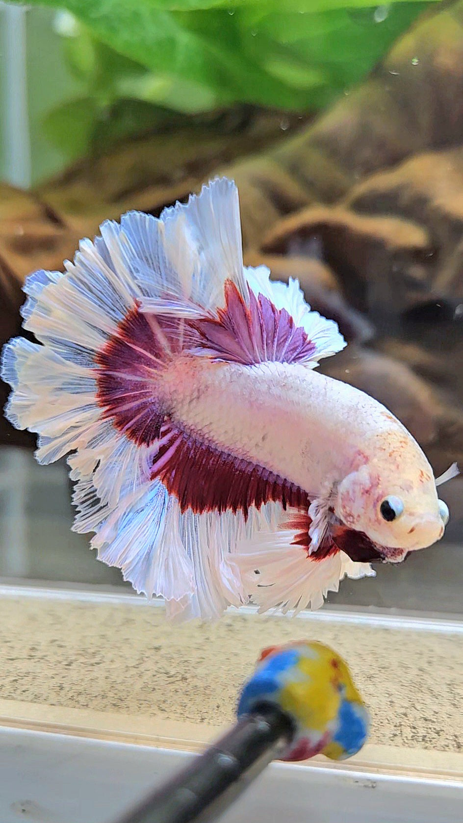 KING FEATHER TAIL HALFMOON PURPLE BUTTERFLY BETTA FISH