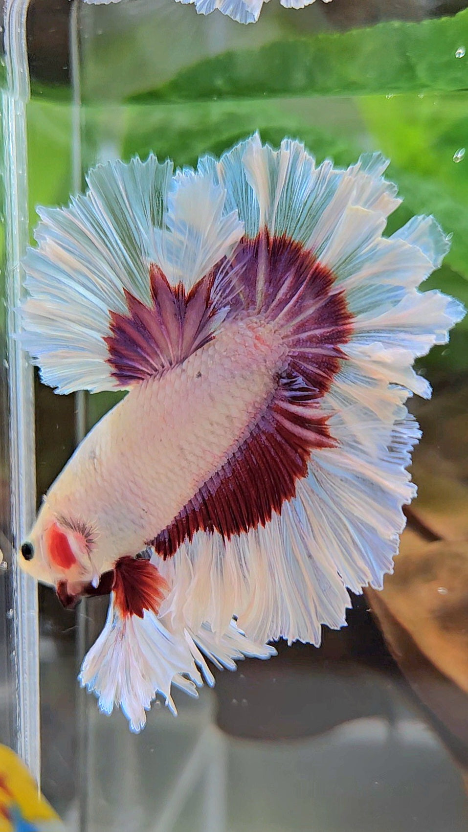 KING FEATHER TAIL HALFMOON PURPLE BUTTERFLY BETTA FISH