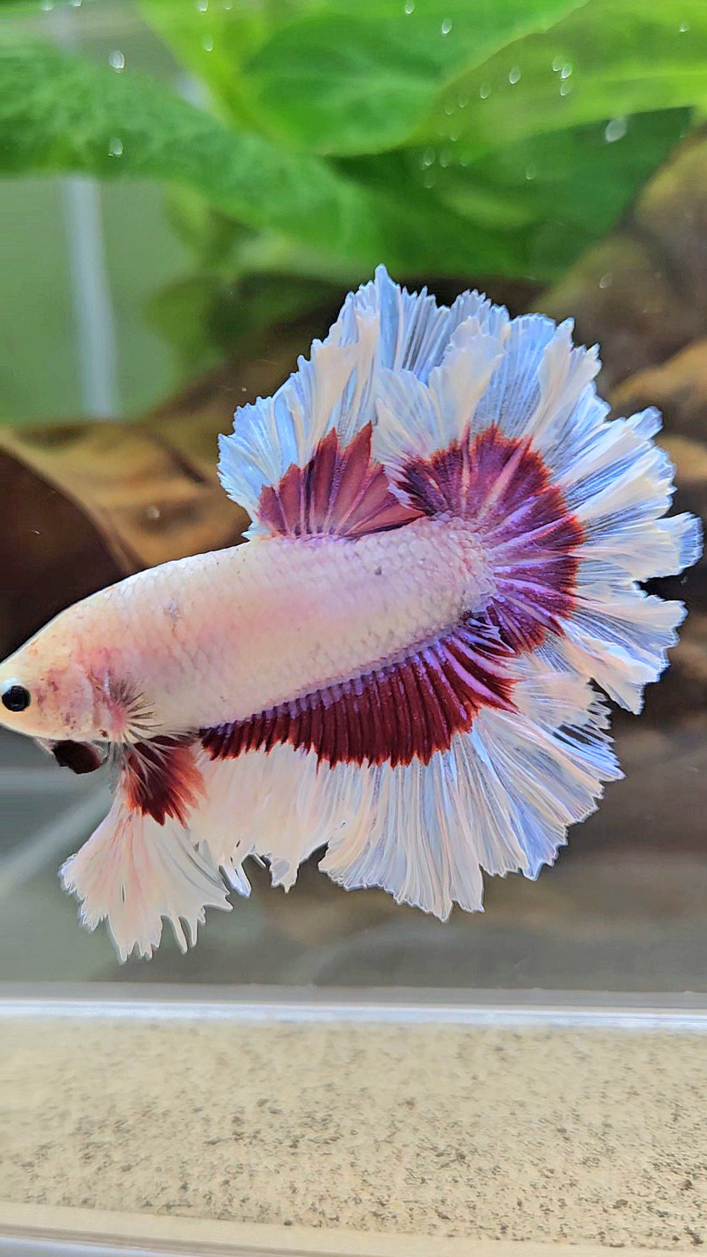 KING FEATHER TAIL HALFMOON PURPLE BUTTERFLY BETTA FISH