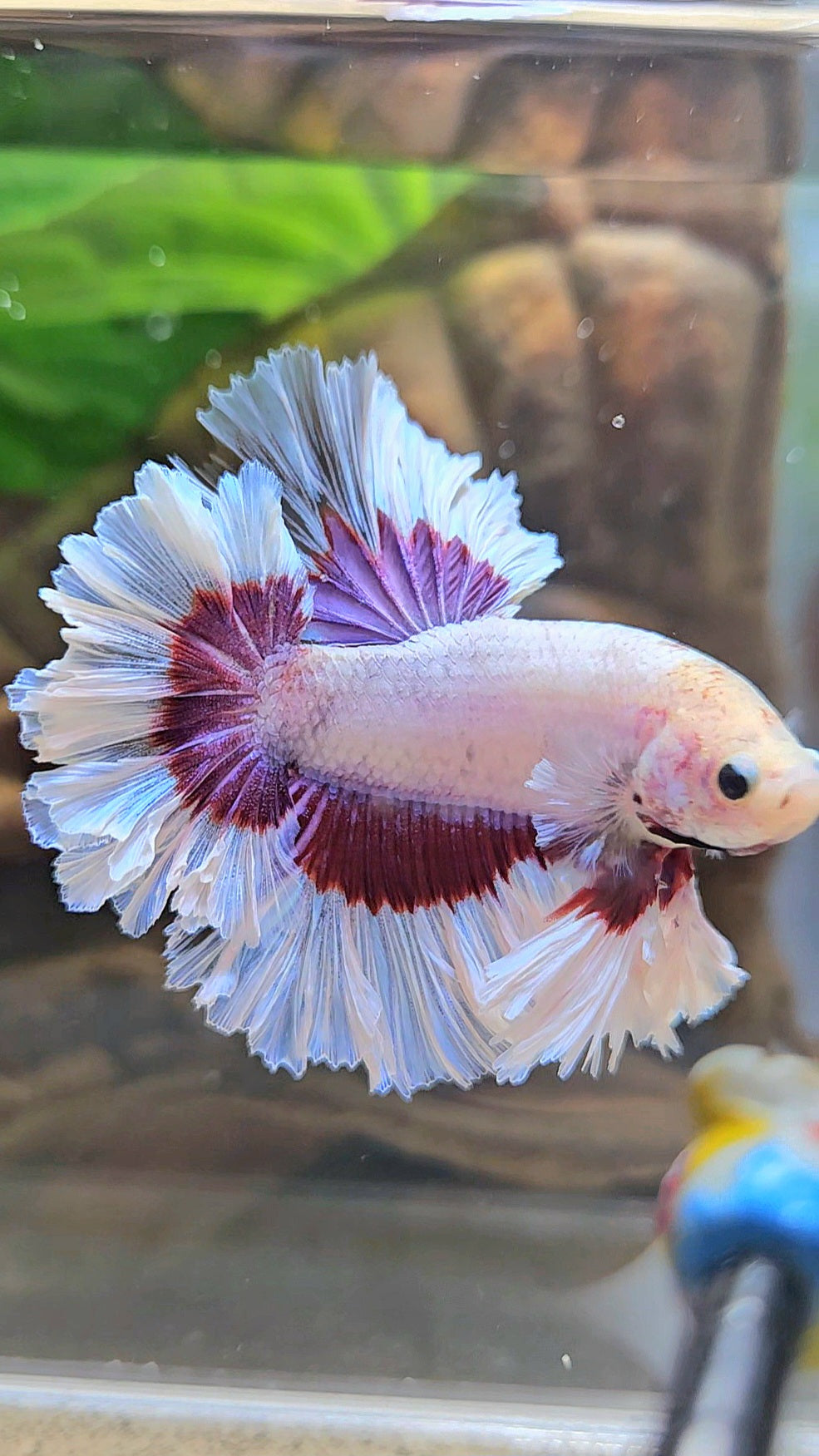 KING FEATHER TAIL HALFMOON PURPLE BUTTERFLY BETTA FISH