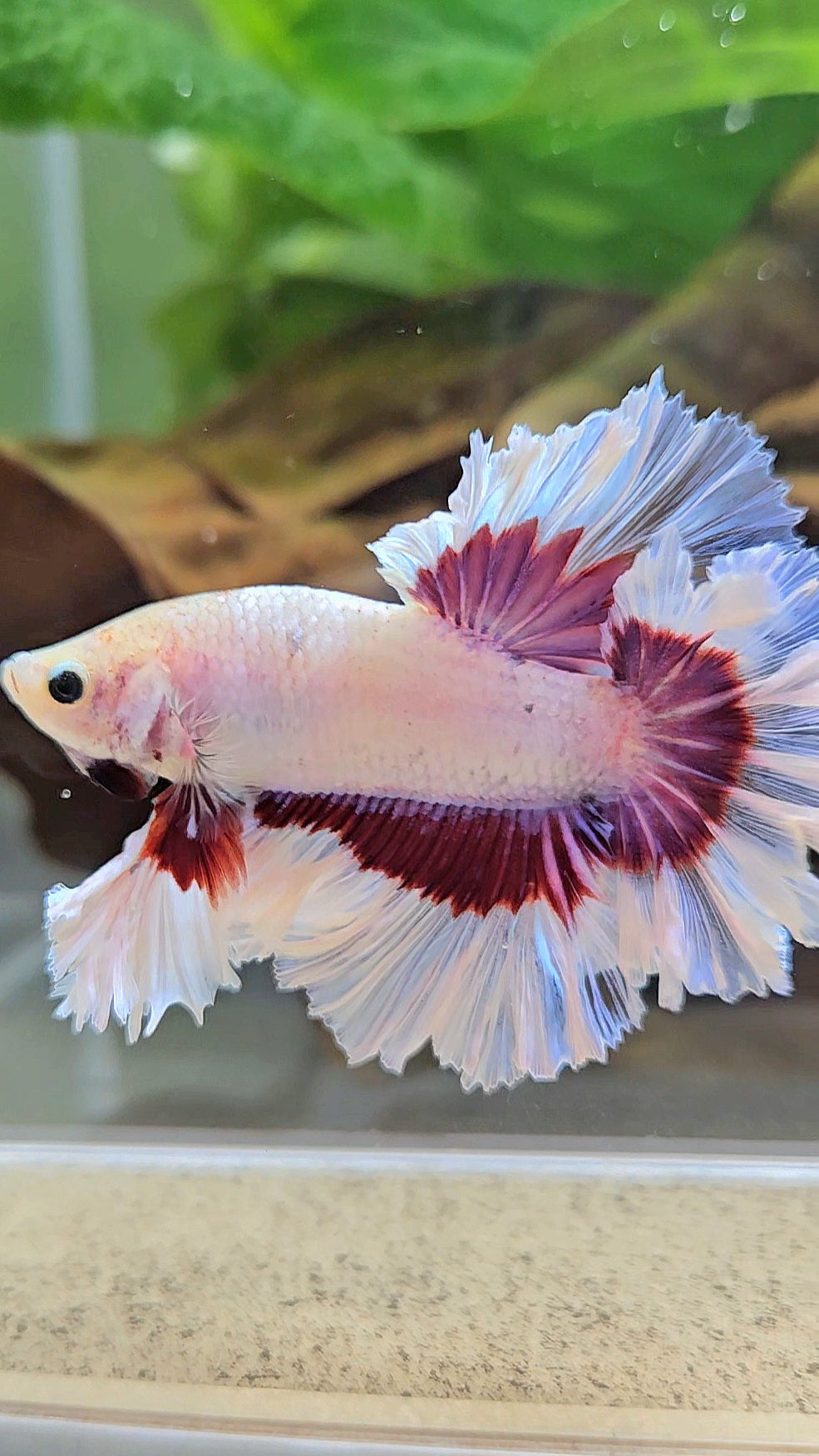 KING FEATHER TAIL HALFMOON PURPLE BUTTERFLY BETTA FISH