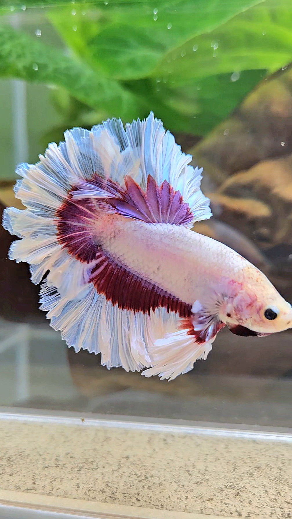 KING FEATHER TAIL HALFMOON PURPLE BUTTERFLY BETTA FISH