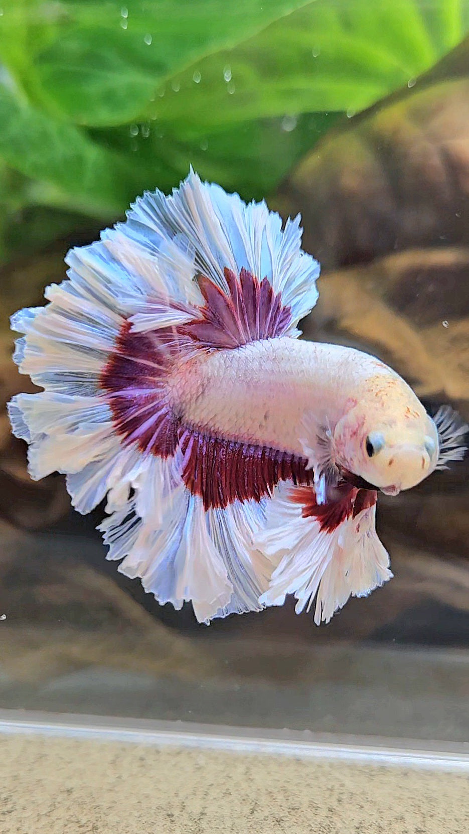 KING FEATHER TAIL HALFMOON PURPLE BUTTERFLY BETTA FISH