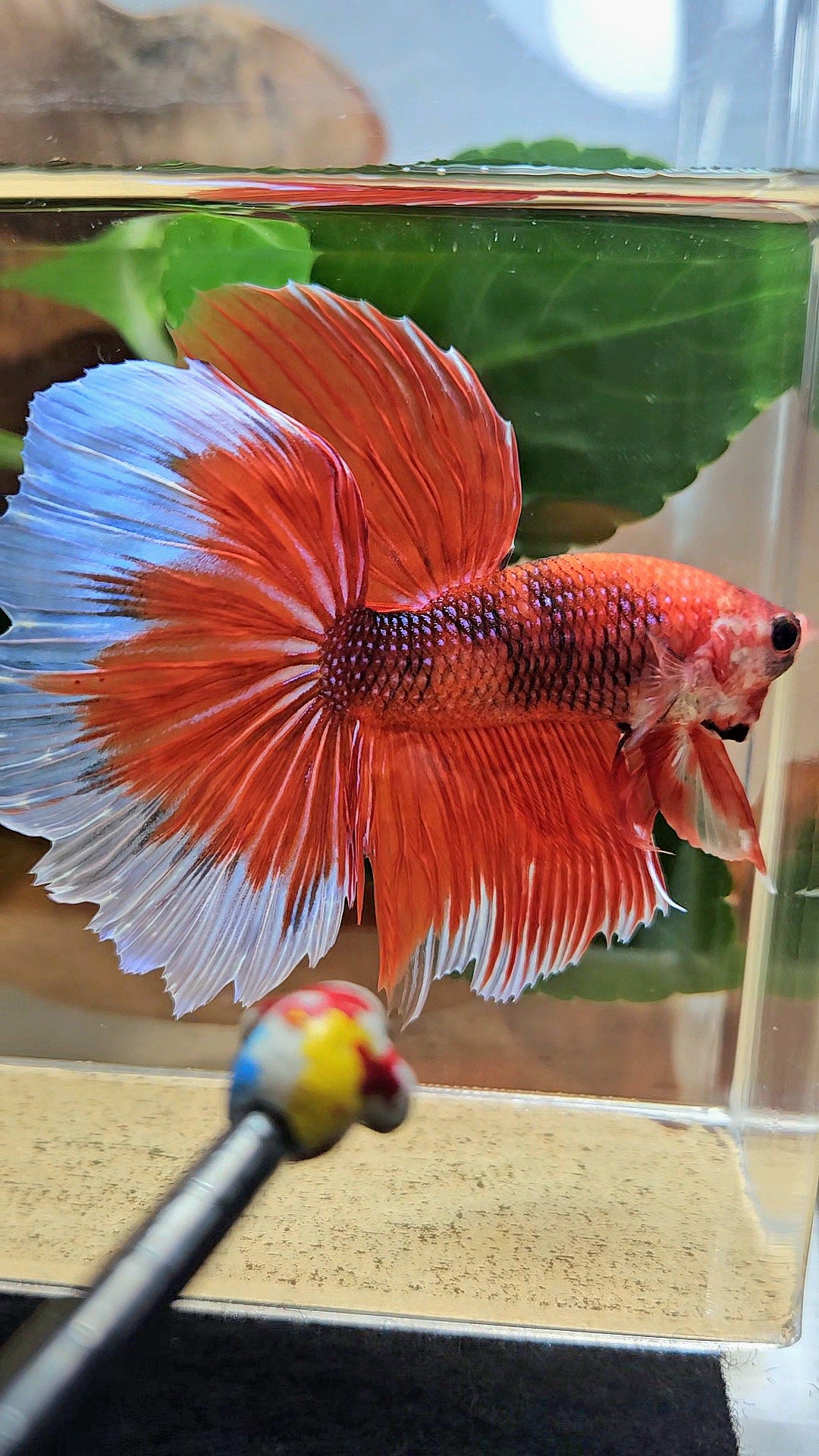 GIANT HALFMOON ROSETAIL TOTAL 8CM+ ORANGE FANCY BUTTERFLY BETTA FISH