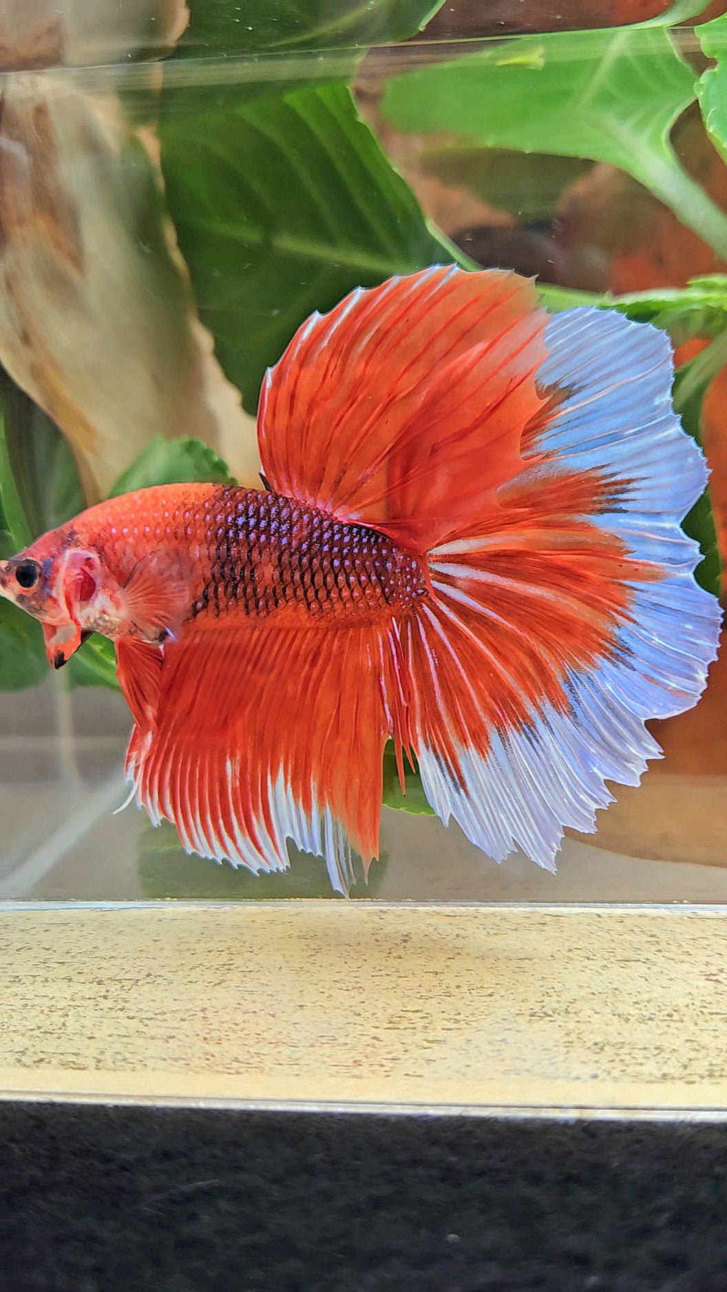GIANT HALFMOON ROSETAIL TOTAL 8CM+ ORANGE FANCY BUTTERFLY BETTA FISH