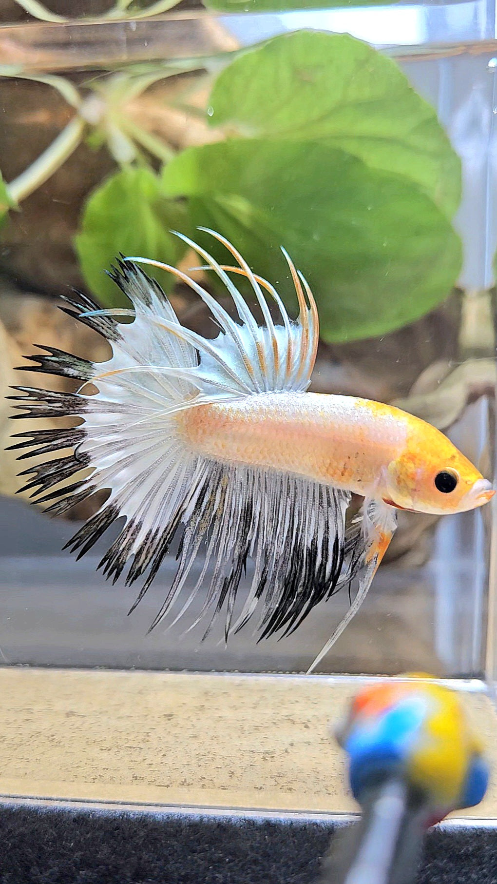 CROWNTAIL WHITE BLACK RIM COPPER YELLOW HEAD BETTA FISH