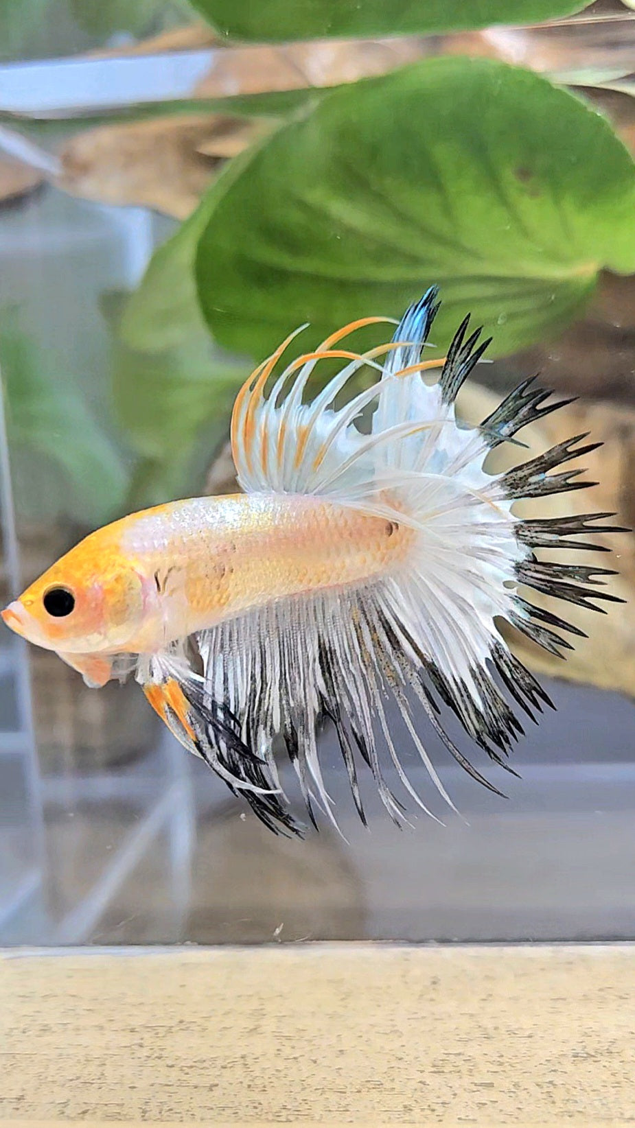 CROWNTAIL WHITE BLACK RIM COPPER YELLOW HEAD BETTA FISH