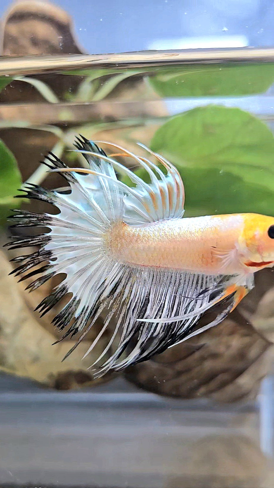 CROWNTAIL WHITE BLACK RIM COPPER YELLOW HEAD BETTA FISH