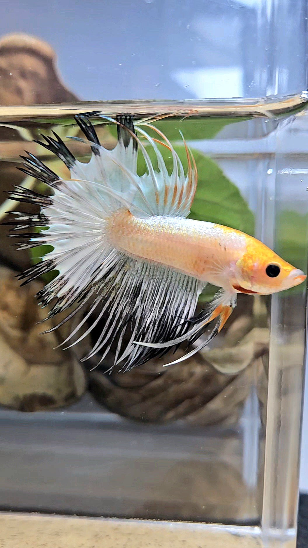 CROWNTAIL WHITE BLACK RIM COPPER YELLOW HEAD BETTA FISH
