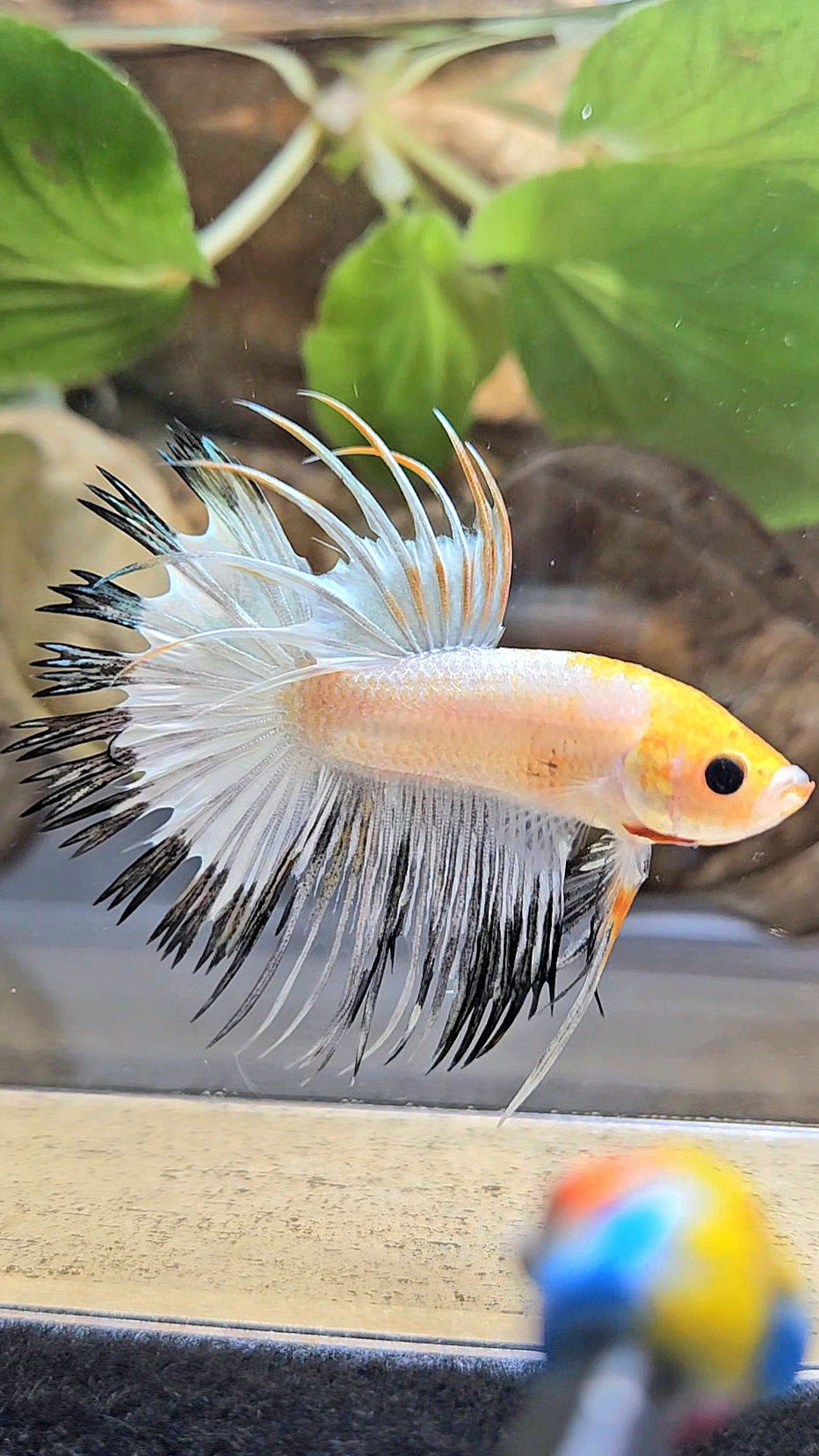 CROWNTAIL WHITE BLACK RIM COPPER YELLOW HEAD BETTA FISH