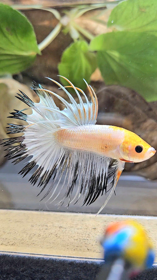 CROWNTAIL WHITE BLACK RIM COPPER YELLOW HEAD BETTA FISH