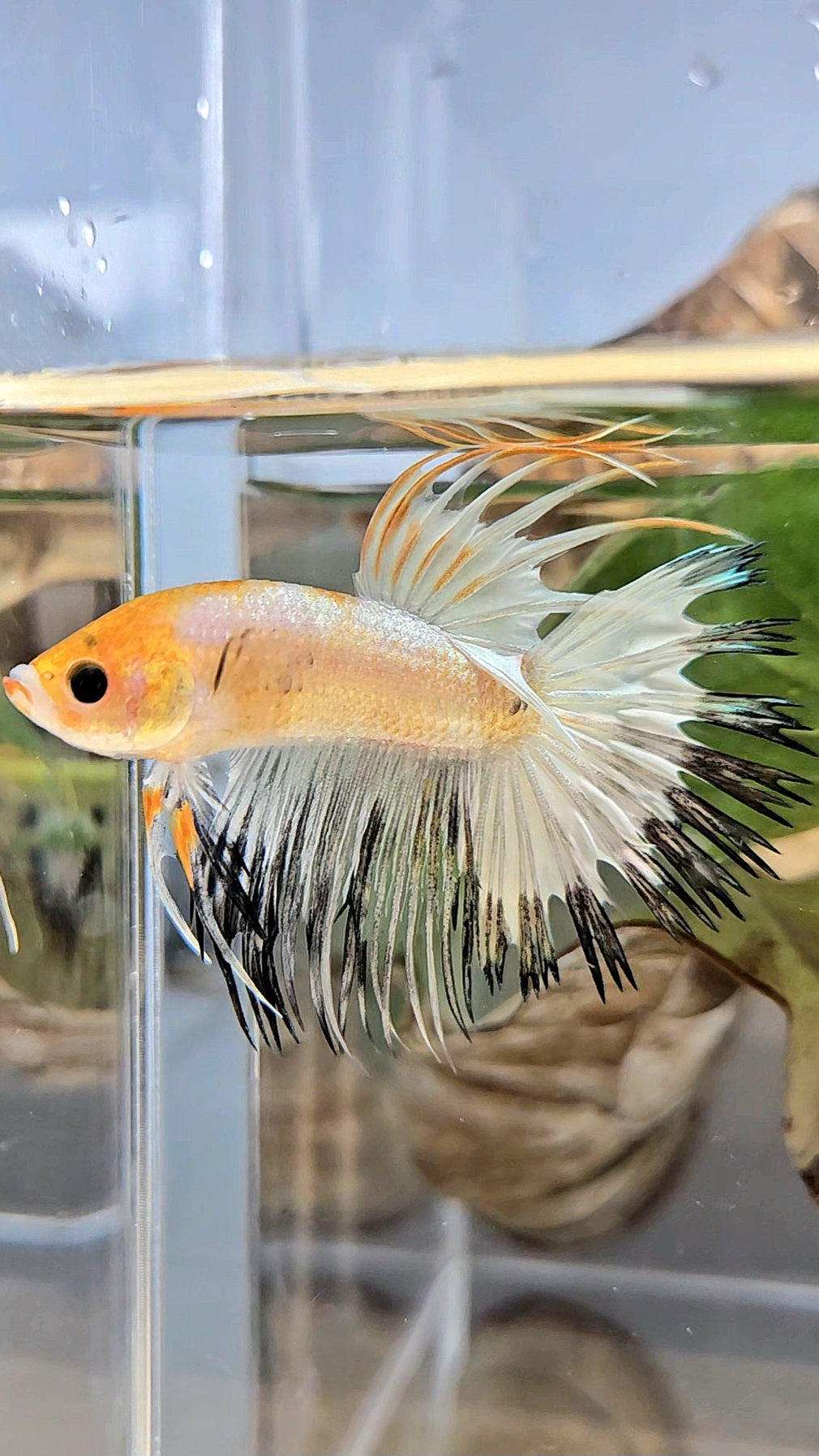 CROWNTAIL WHITE BLACK RIM COPPER YELLOW HEAD BETTA FISH