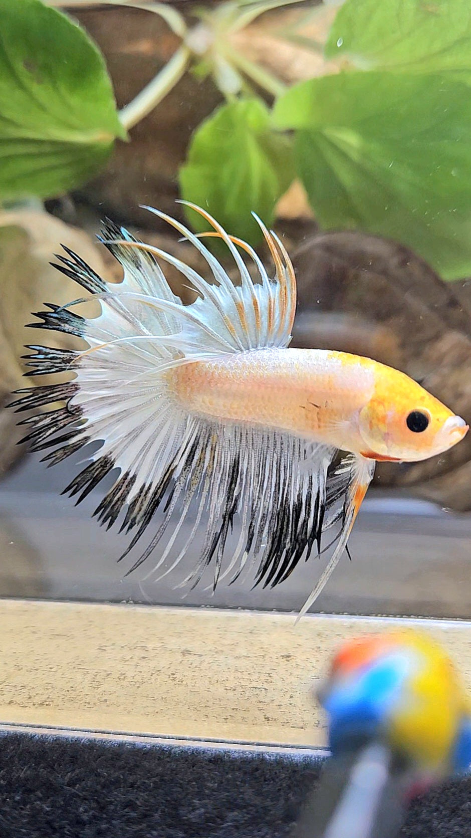CROWNTAIL WHITE BLACK RIM COPPER YELLOW HEAD BETTA FISH