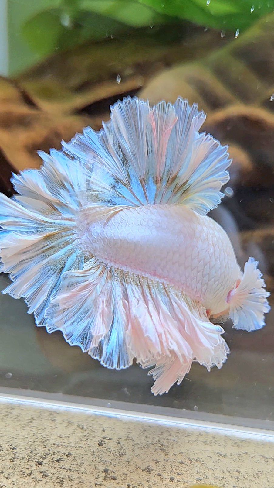 LUXURY KING FEATHER TAIL HALFMOON WHITE YELLOW WASH BETTA FISH