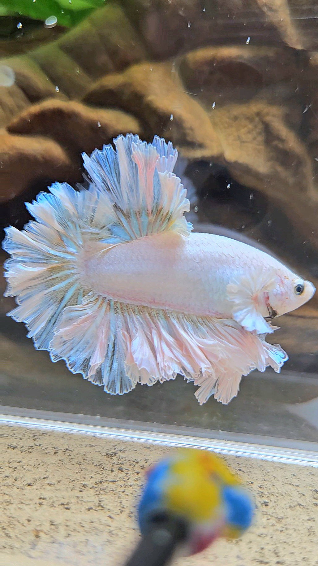 LUXURY KING FEATHER TAIL HALFMOON WHITE YELLOW WASH BETTA FISH