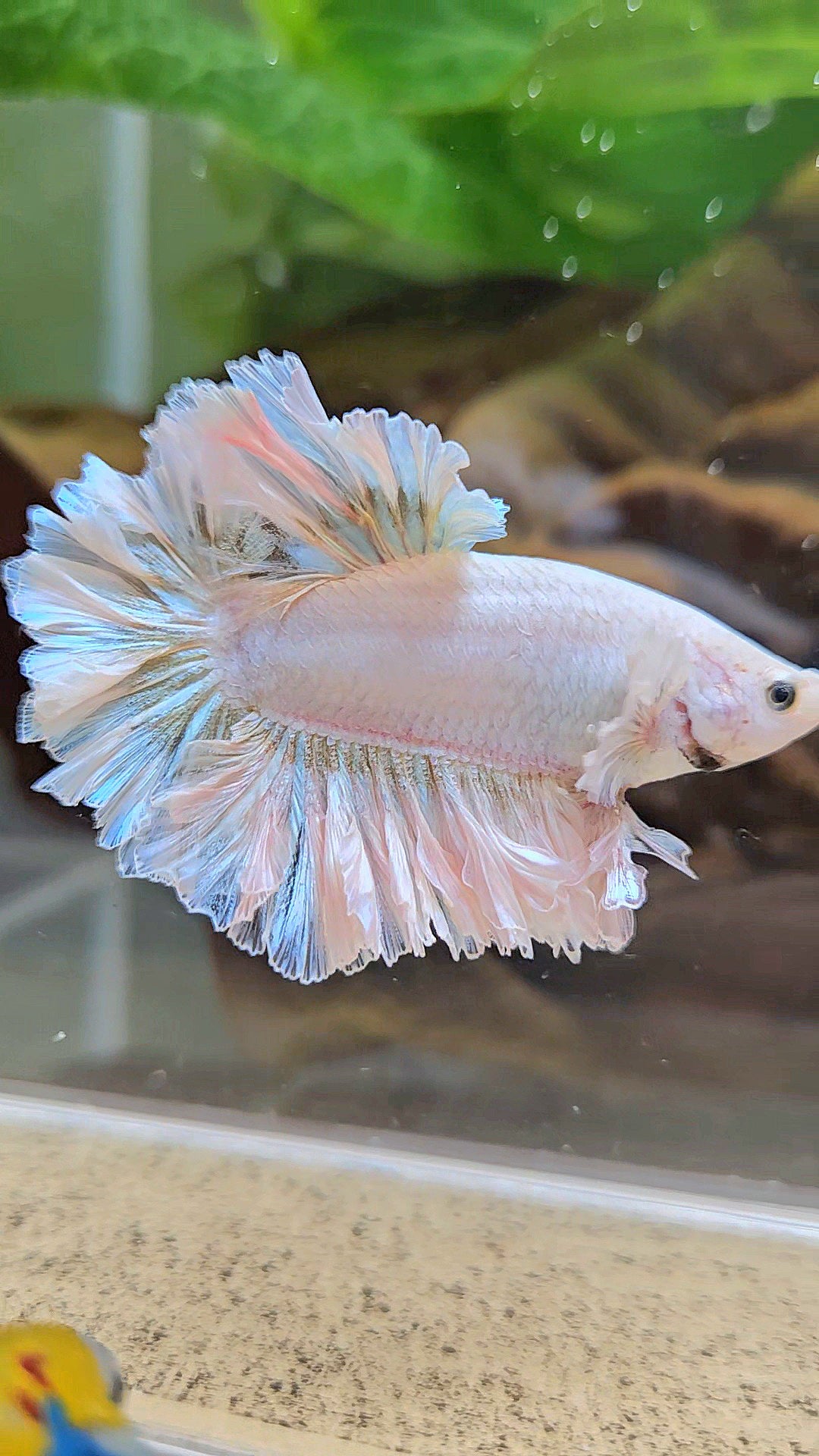 LUXURY KING FEATHER TAIL HALFMOON WHITE YELLOW WASH BETTA FISH