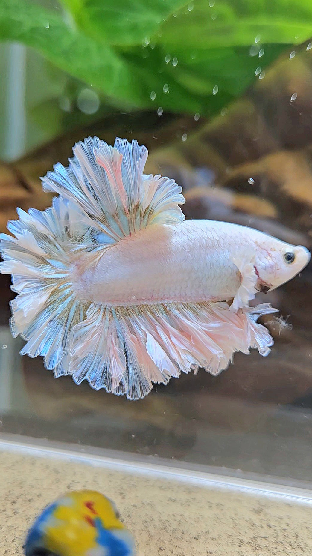 LUXURY KING FEATHER TAIL HALFMOON WHITE YELLOW WASH BETTA FISH