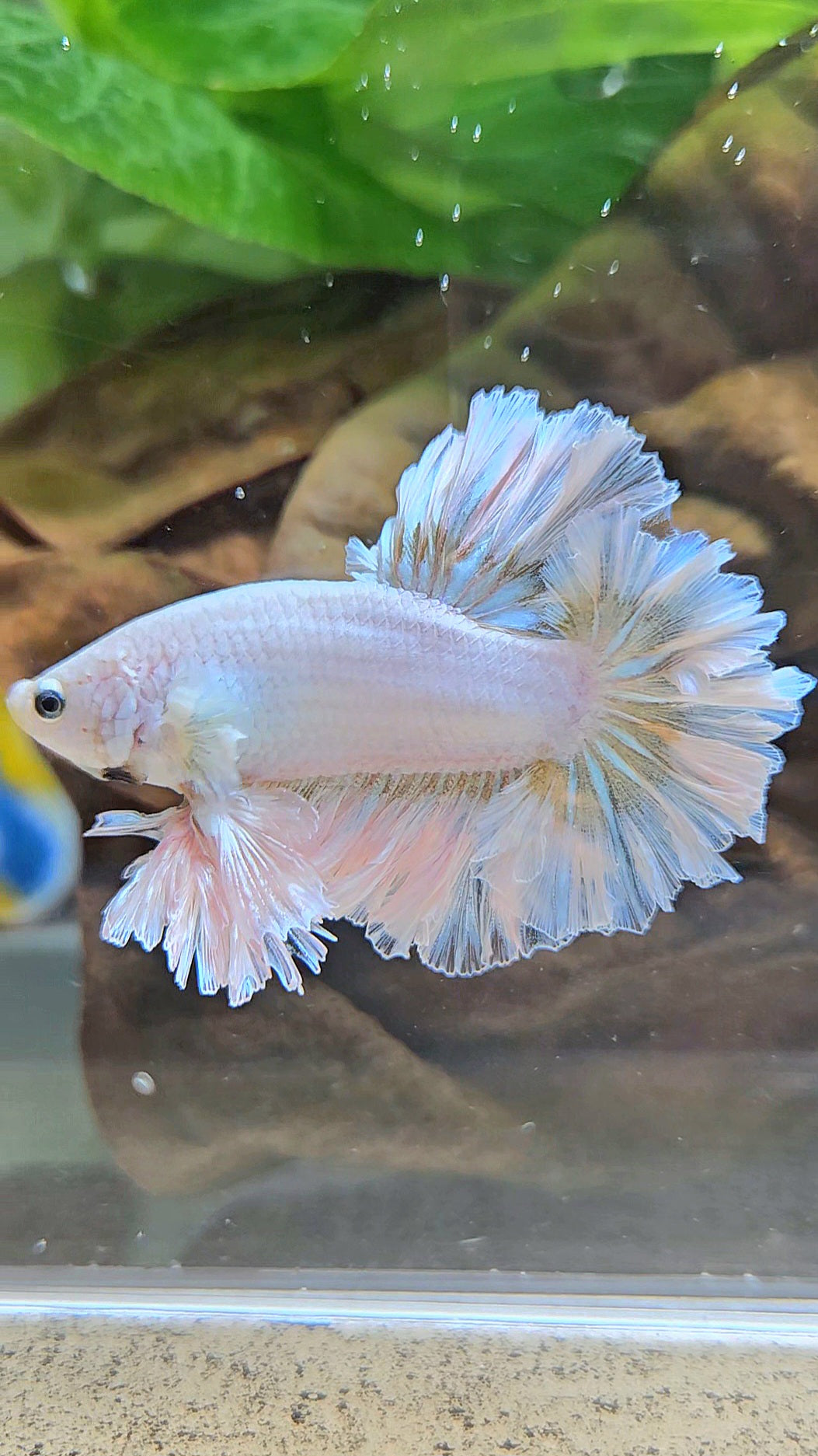 LUXURY KING FEATHER TAIL HALFMOON WHITE YELLOW WASH BETTA FISH