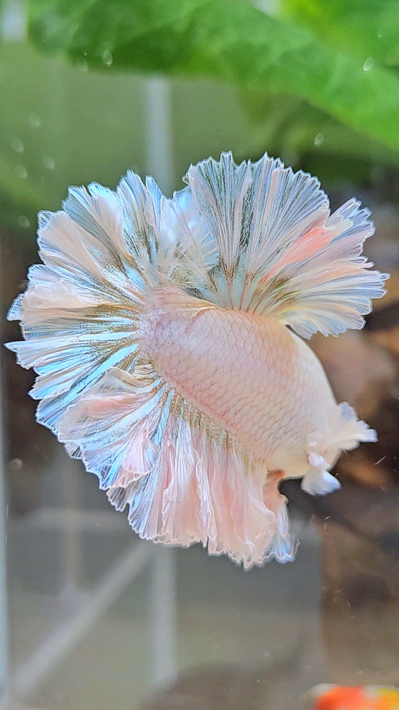 LUXURY KING FEATHER TAIL HALFMOON WHITE YELLOW WASH BETTA FISH