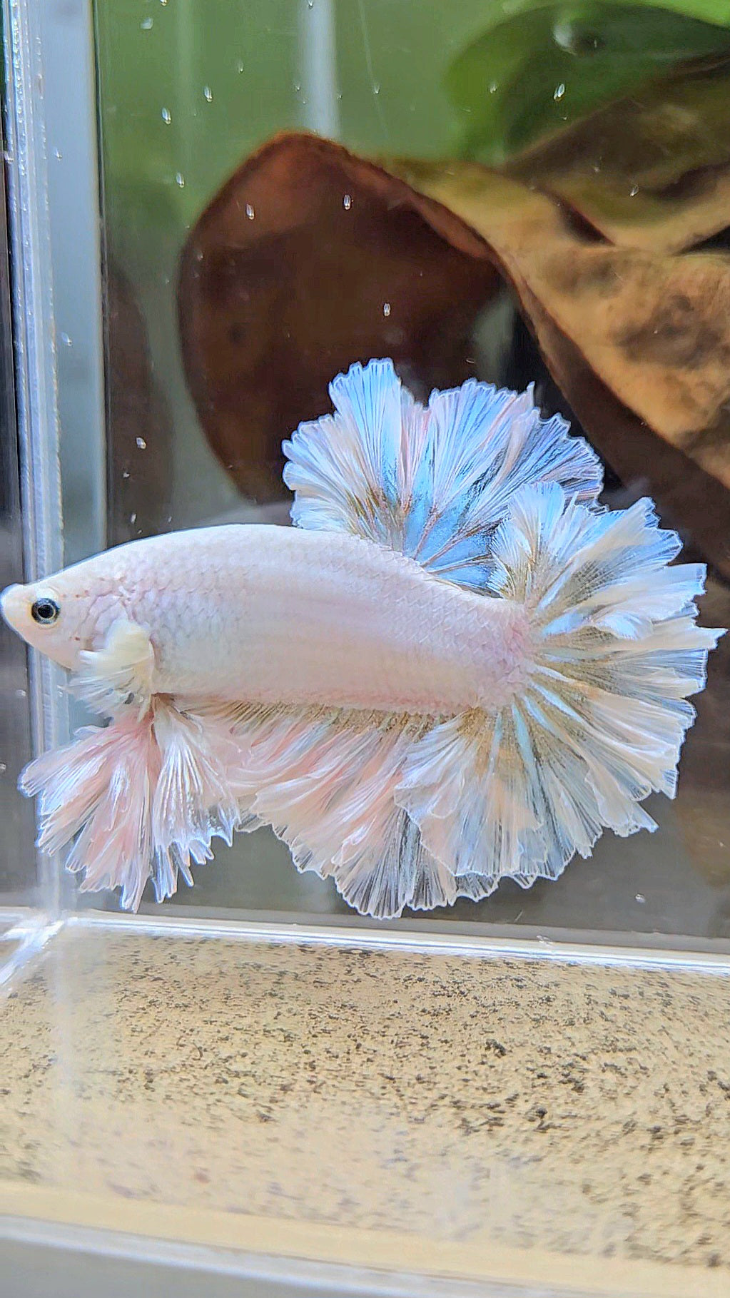 LUXURY KING FEATHER TAIL HALFMOON WHITE YELLOW WASH BETTA FISH