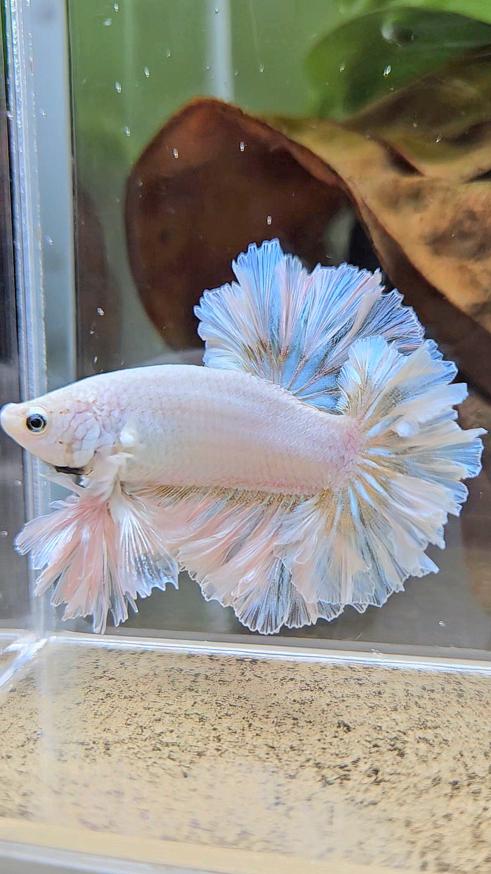 LUXURY KING FEATHER TAIL HALFMOON WHITE YELLOW WASH BETTA FISH