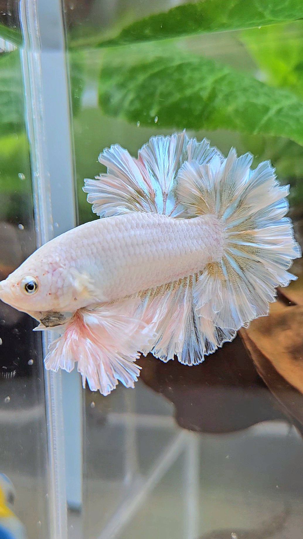 LUXURY KING FEATHER TAIL HALFMOON WHITE YELLOW WASH BETTA FISH