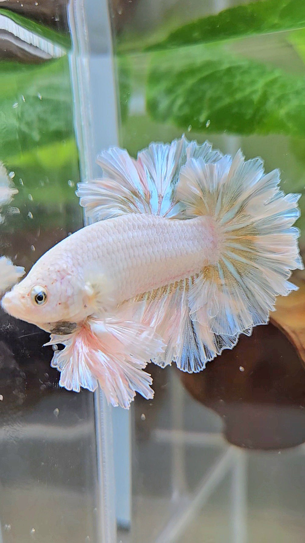 LUXURY KING FEATHER TAIL HALFMOON WHITE YELLOW WASH BETTA FISH