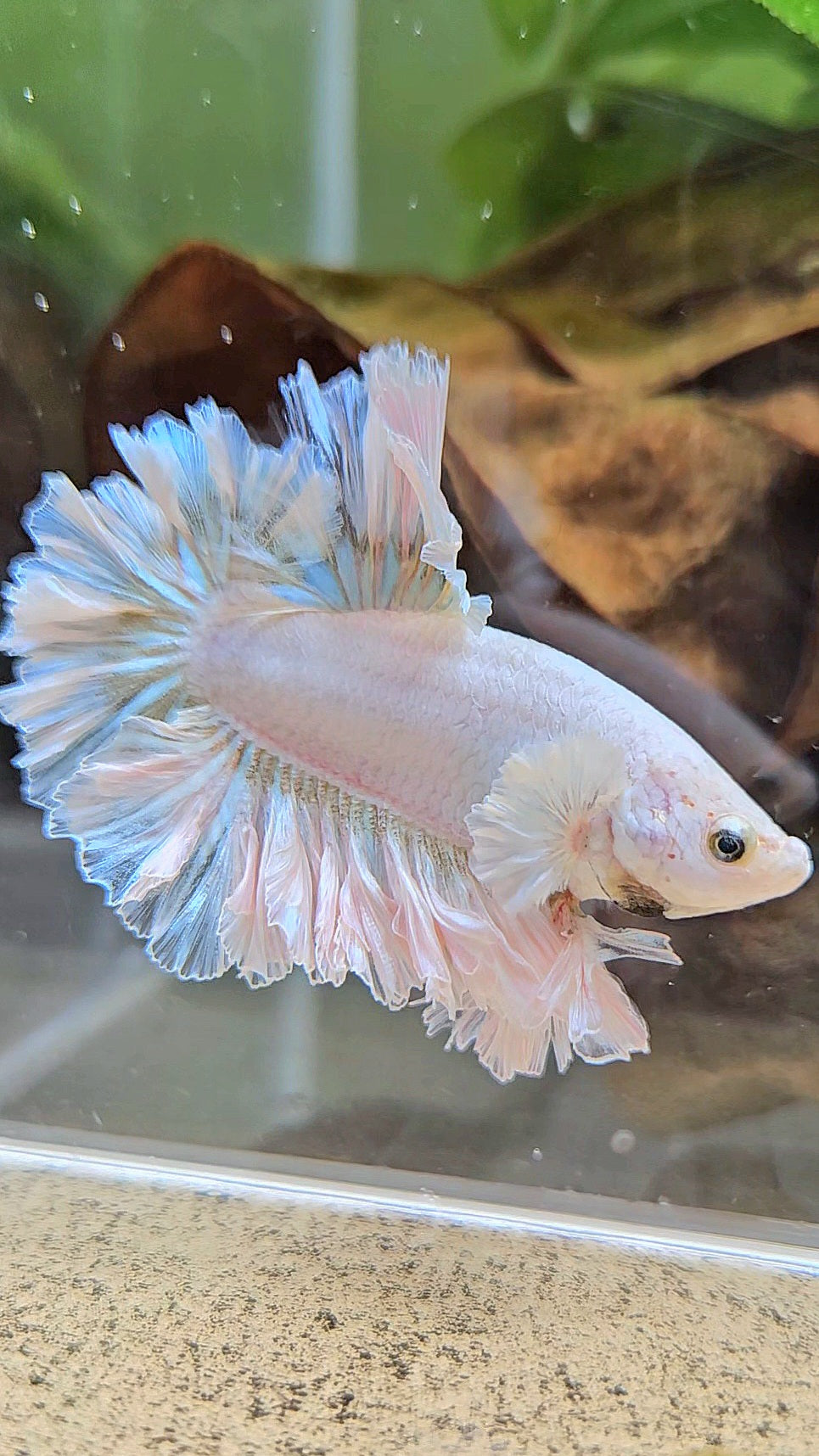 LUXURY KING FEATHER TAIL HALFMOON WHITE YELLOW WASH BETTA FISH