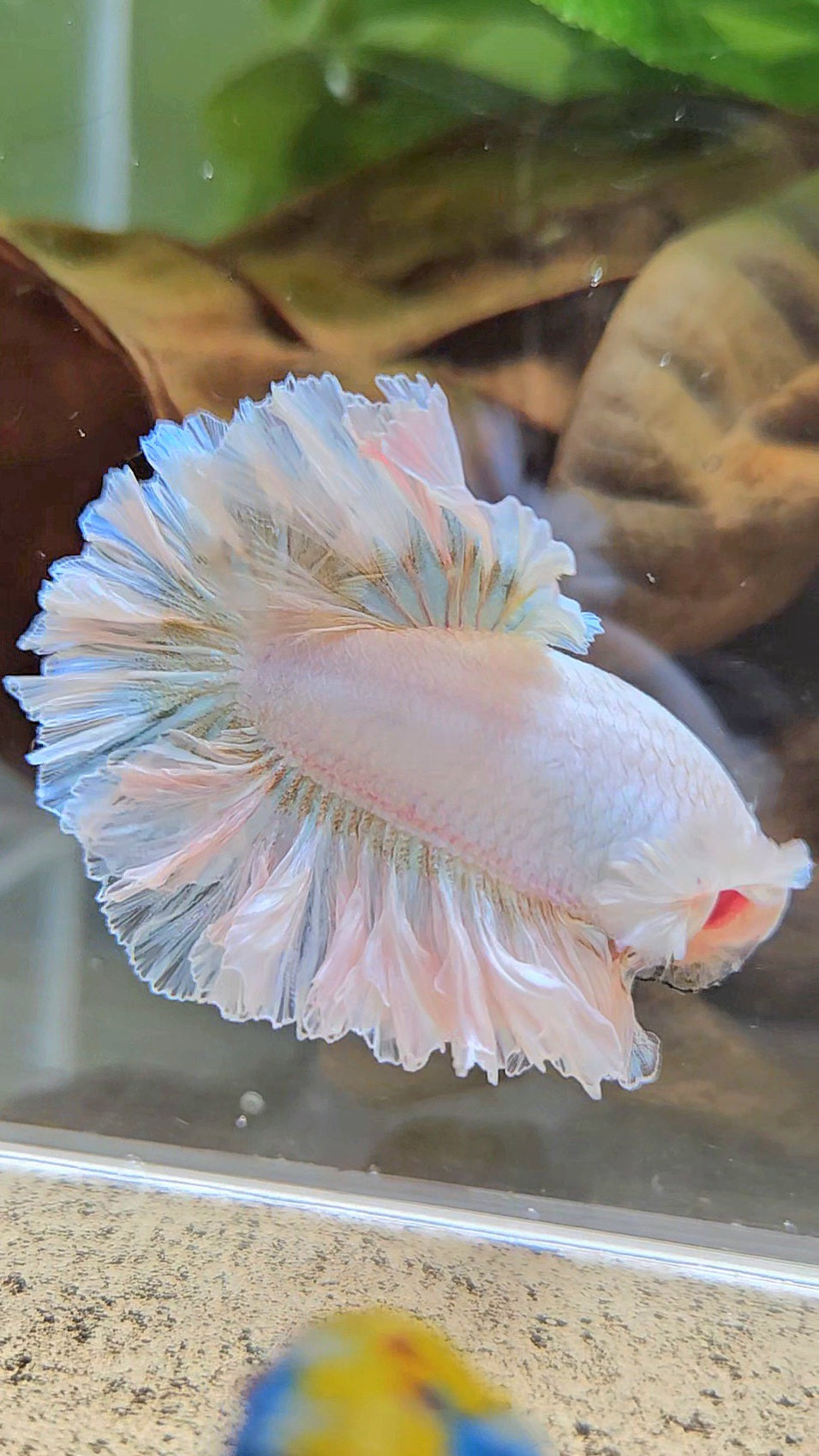 LUXURY KING FEATHER TAIL HALFMOON WHITE YELLOW WASH BETTA FISH